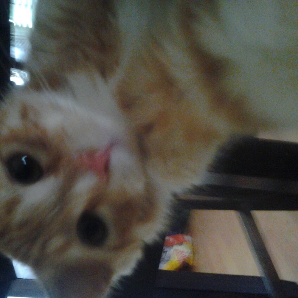 Meet your Posher, Bunbis